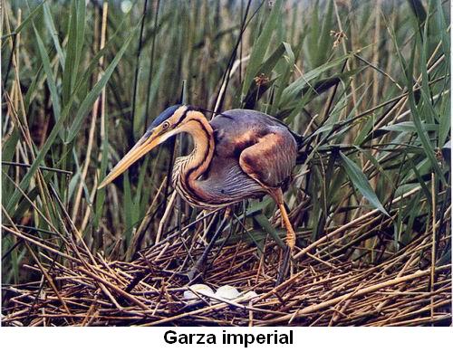 Garza imperial.jpg